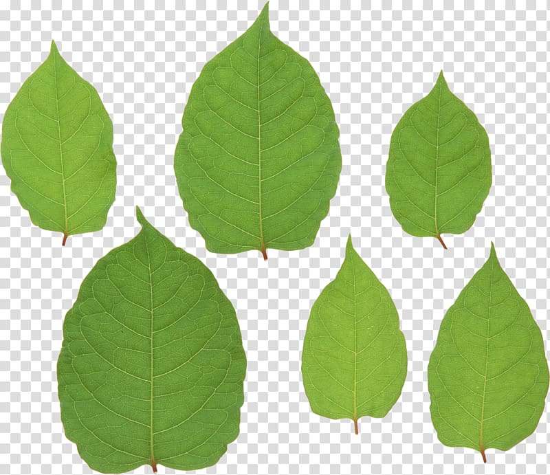Leaf Fallopia japonica , Green leaf transparent background PNG clipart