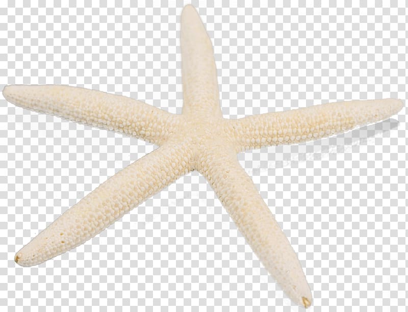 Starfish Marine invertebrates Echinoderm, starfish transparent background PNG clipart