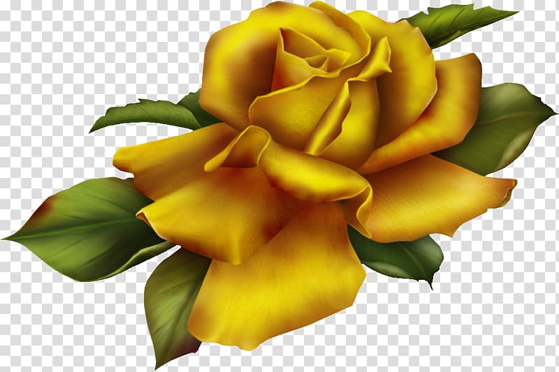 Garden roses Golden Rose , rose gold transparent background PNG clipart