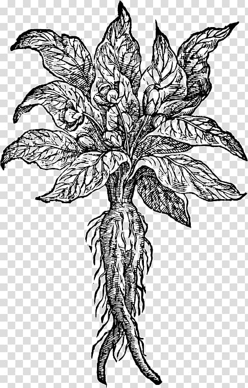 The Mandrake Drawing Root Plant, Mandrake transparent background PNG clipart