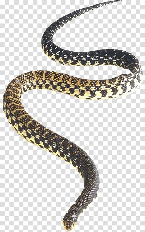 black and yellow snake, Northern redbelly snake Rattlesnake Eastern hognose snake, Snake transparent background PNG clipart