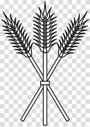 Drawing Wheat Plant stem Ear, wheat, leaf, text png | PNGEgg