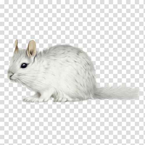 Gerbil Long-tailed chinchilla Short-tailed chinchilla Whiskers Domestic rabbit, rat transparent background PNG clipart