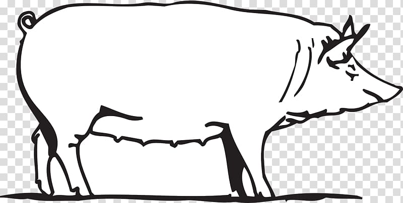 Large White pig Drawing graphics, farm Cartoon transparent background PNG clipart