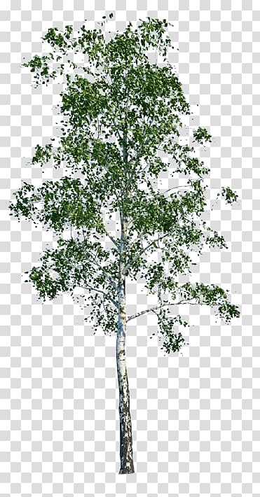 Tree Populus nigra Architecture, Silver Birch transparent background PNG clipart