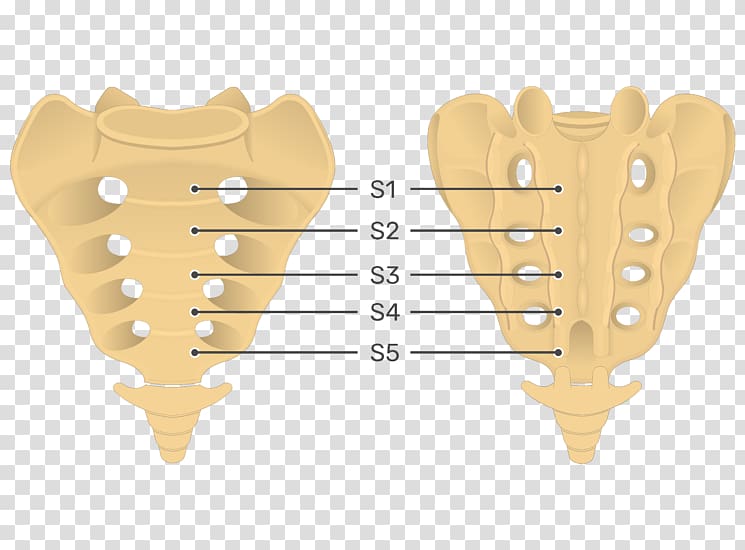 Sacrum Coccyx Anatomy Vertebral column Pelvis, Sacrum transparent background PNG clipart