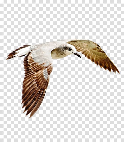 Bird Hawk Common gull Wader, Bird transparent background PNG clipart