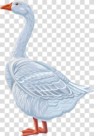 Goose Duck Cygnini Anatidae , goose transparent background PNG clipart thumbnail