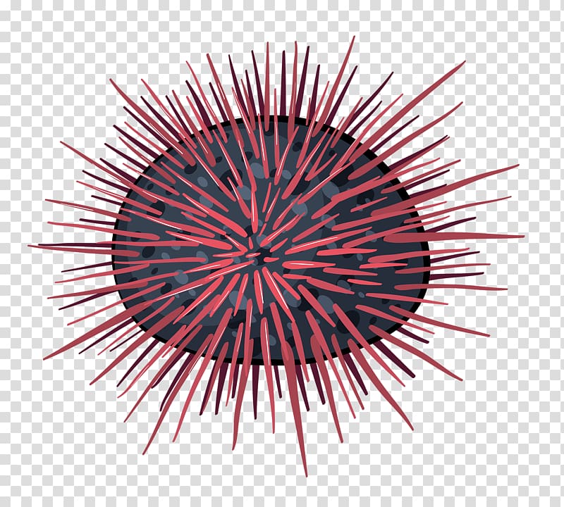 Sea urchin Illustration, Hand drawn sea urchin transparent background PNG clipart