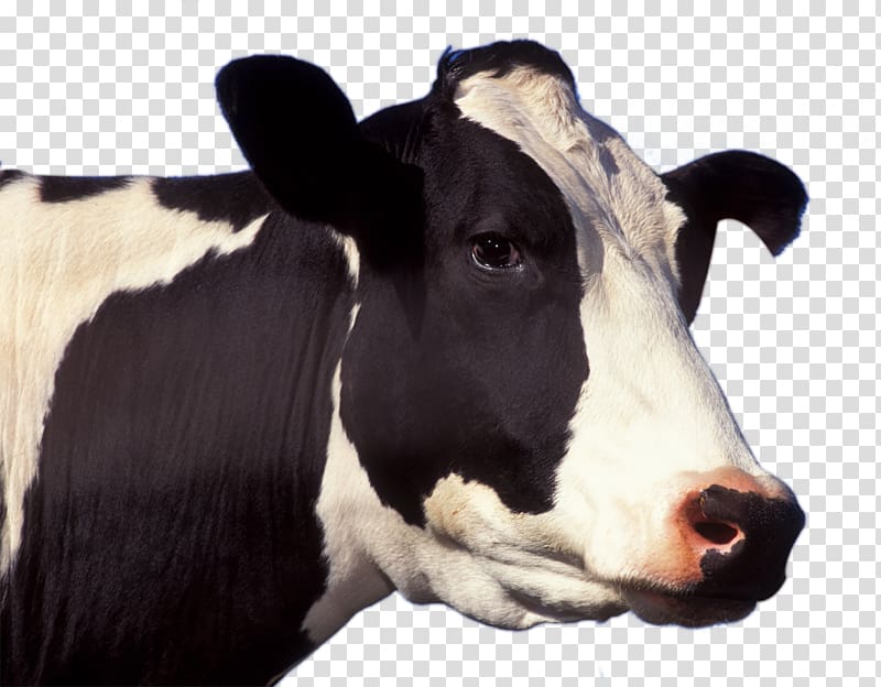 Holstein Friesian cattle Jersey cattle Guernsey cattle Dairy cattle Live, cow transparent background PNG clipart
