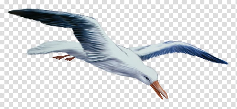 Gull transparent background PNG clipart