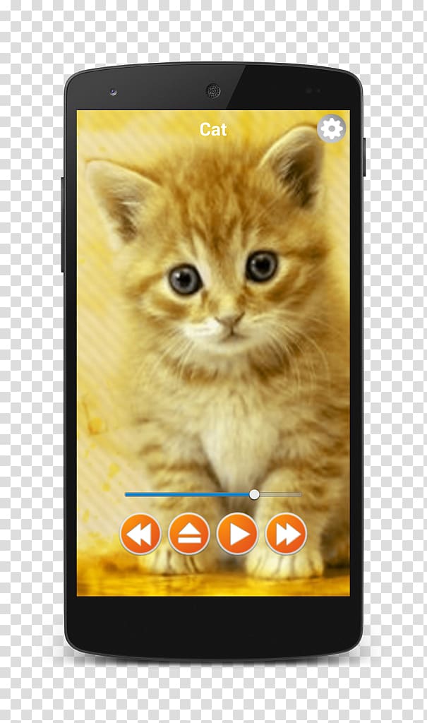 Kitten British Shorthair Popular cat names Cuteness Desktop , kitten transparent background PNG clipart