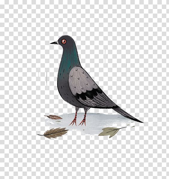 Columbidae Bird Rock dove Drawing, pigeon transparent background PNG clipart