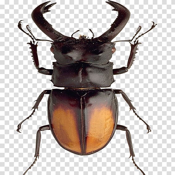 Africa Japanese rhinoceros beetle, Africa Beetle transparent background PNG clipart