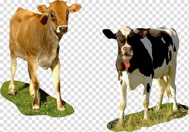 Taurine cattle Calf Dairy cattle , cow transparent background PNG clipart