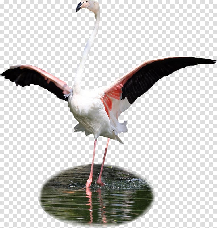 Bird White stork Flamingos , Bird transparent background PNG clipart