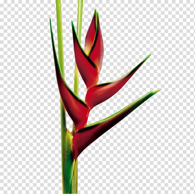 Heliconia rostrata Cut flowers Plant Bird of paradise flower, flower transparent background PNG clipart