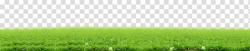 Lawn Wheatgrass Land lot Energy , Grass transparent background PNG clipart