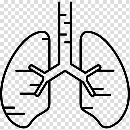 Lung Human body Organ Breathing, human Lungs transparent background PNG clipart
