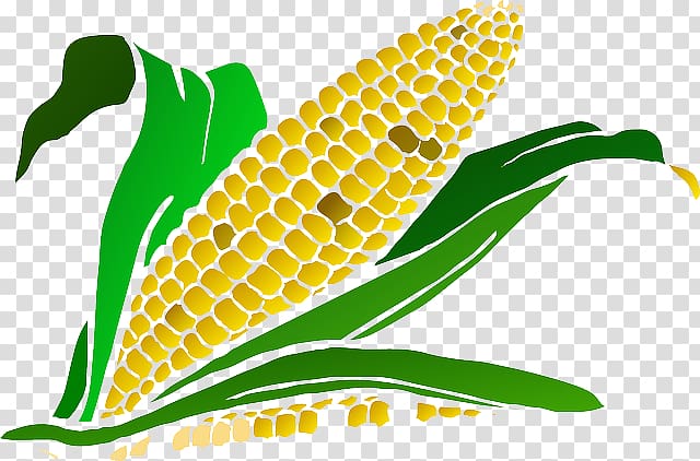 Maize Drawing , ear transparent background PNG clipart