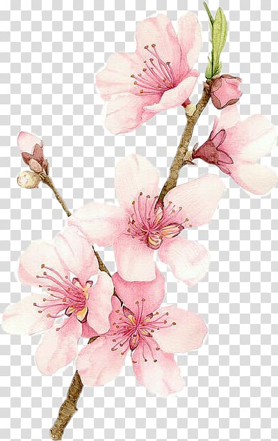 pink petaled flowers painting, Cherry blossom Watercolor painting Drawing, painting transparent background PNG clipart