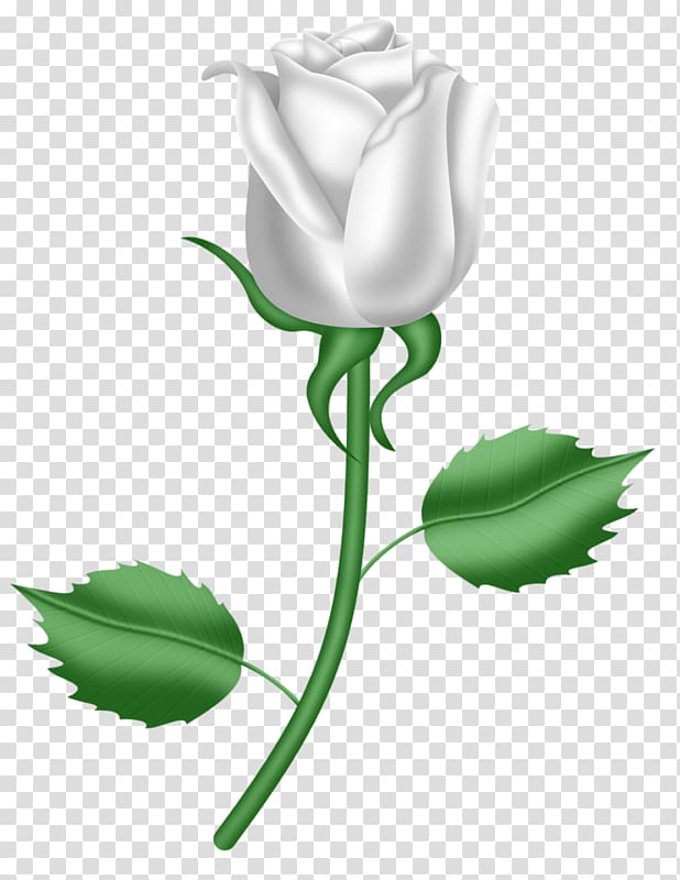 Son Gift God Love Child, A white rose transparent background PNG clipart