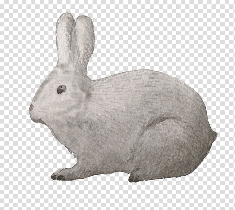 Domestic rabbit Samsung Galaxy S7 Hare, rabbit transparent background PNG clipart