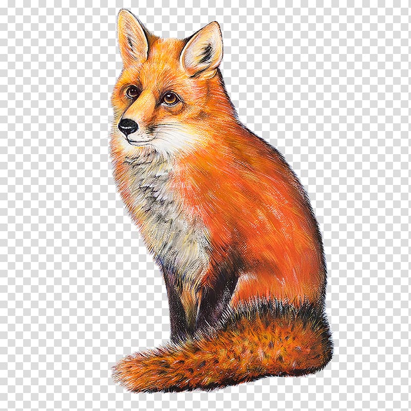 The Red Fox Neston Thornton Hough, red fox transparent background PNG clipart