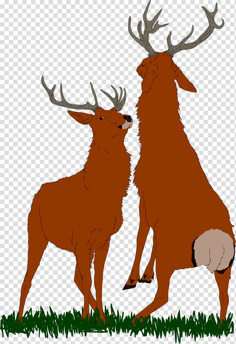 Elk Reindeer Antler Terrestrial animal , BULL FIGHTING transparent background PNG clipart