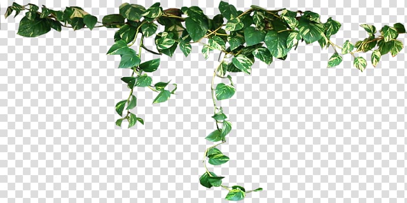 green leafed vine , Plant Vine , Plants transparent background PNG clipart