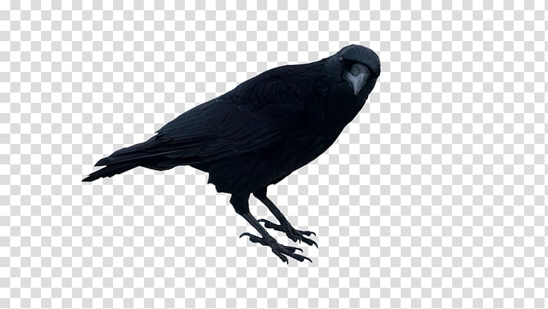 Portable Network Graphics Crow Rook graph, crow transparent background PNG clipart