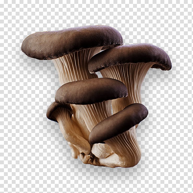 Oyster Mushroom Pleurotus eryngii, Mushroom transparent background PNG clipart