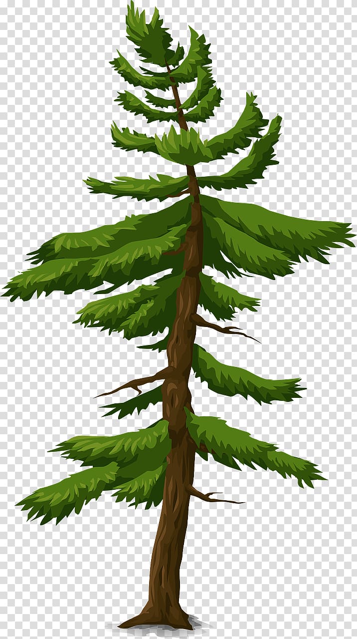 Fir Spruce Information Tree Pine, tree transparent background PNG clipart