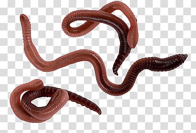 three earthworms, Worms Three transparent background PNG clipart