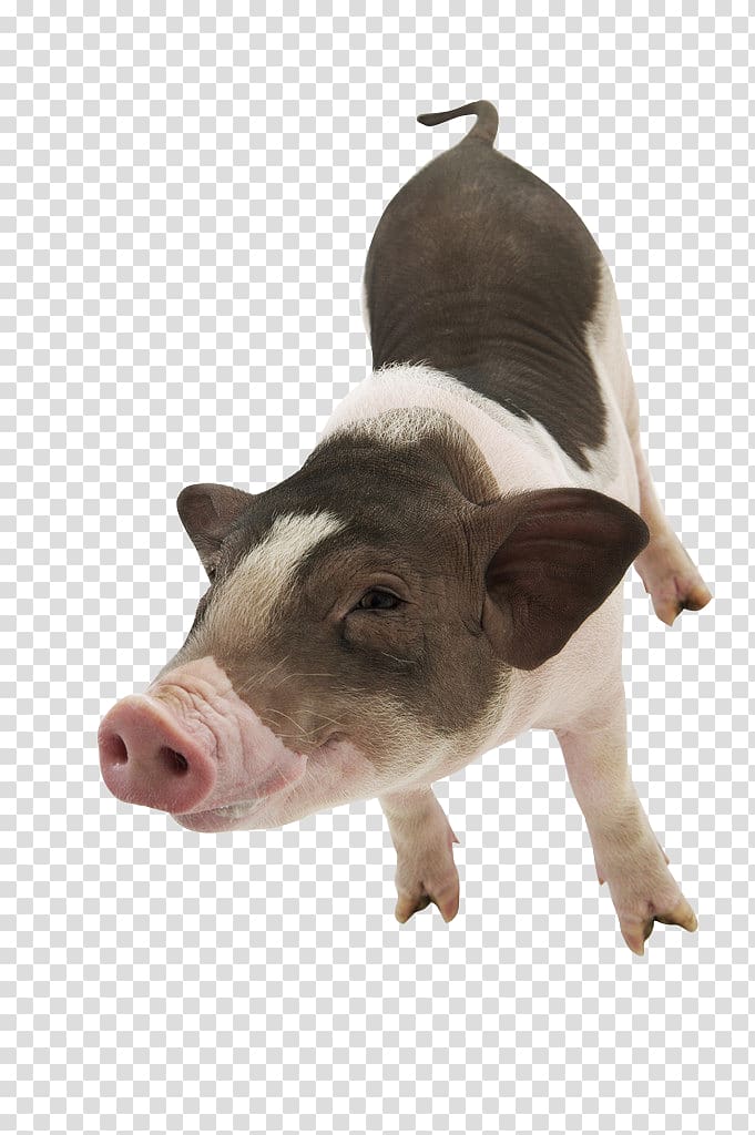 Large White pig Pet , Squinting pig transparent background PNG clipart