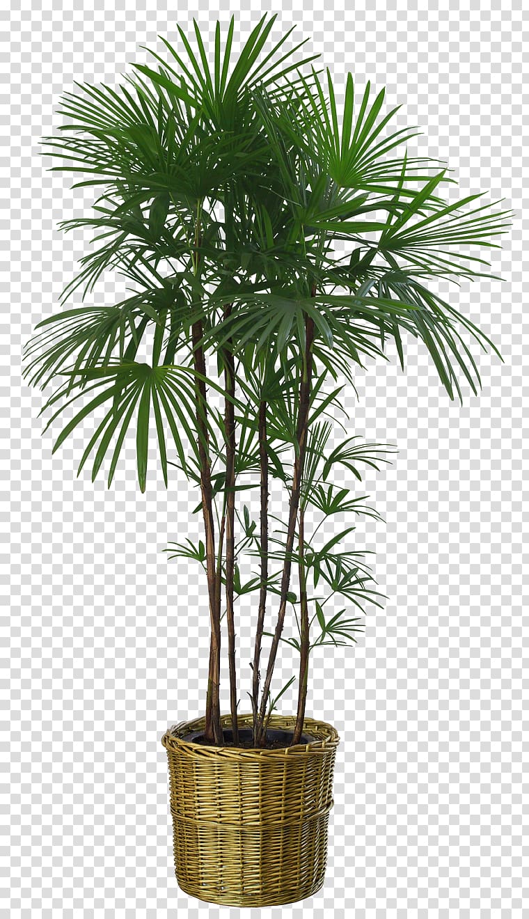 Flowerpot Houseplant Tree Bench Bamboo, plant transparent background PNG clipart