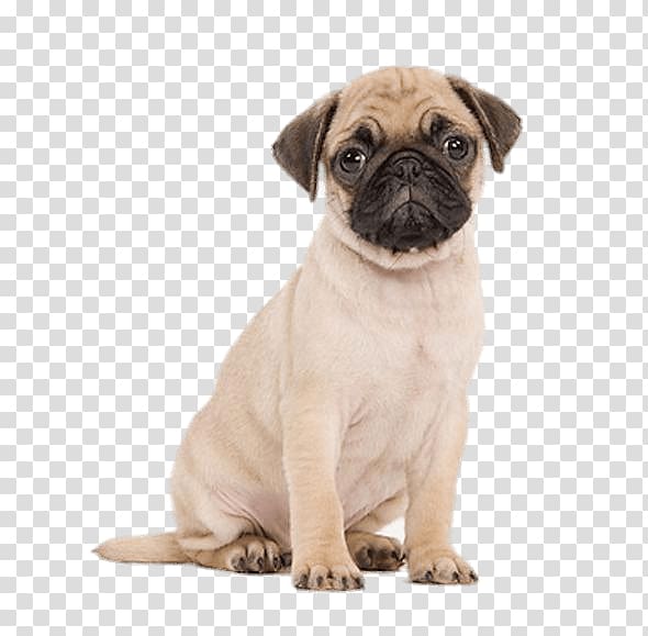 adult fawn pug, Cute Pug Puppy transparent background PNG clipart