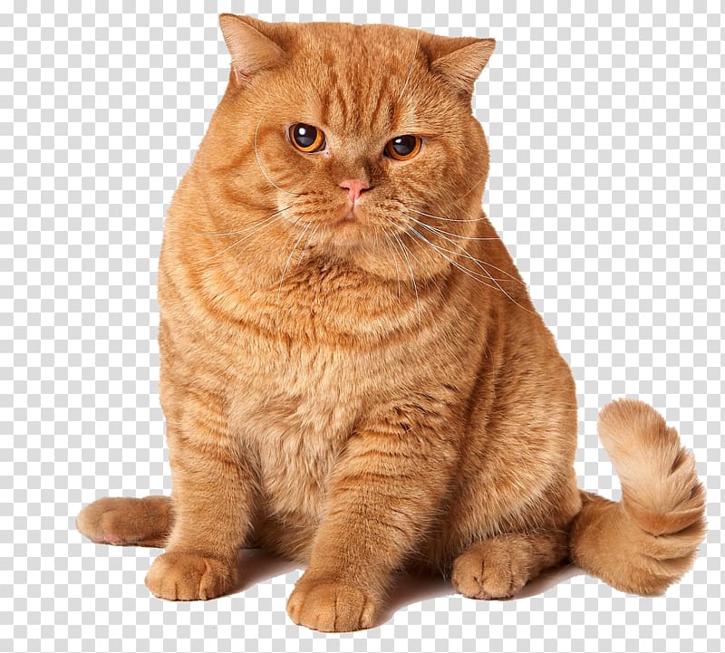 British Shorthair Ginger 81021+ Nama Untuk Kucing Comel, Lucu dan Unik