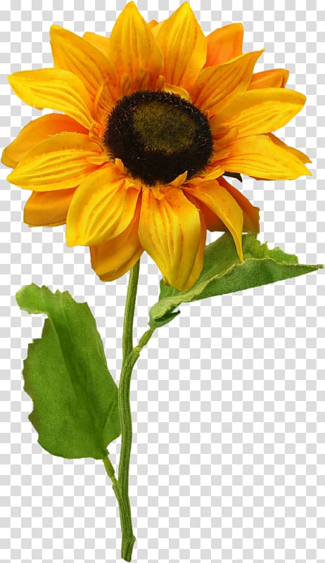 Common sunflower , Girasoles transparent background PNG clipart