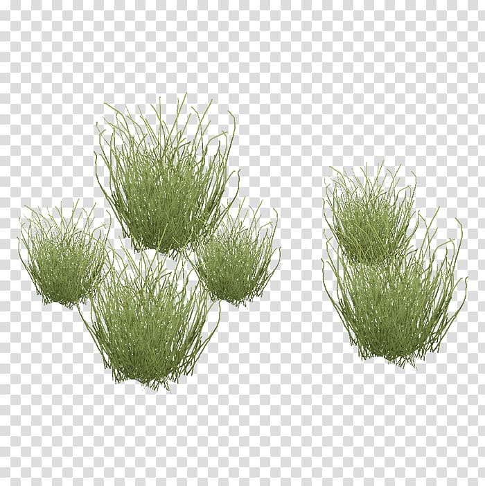 Table Needle grasses Blepharidachne Dining room, Aquatic plants transparent background PNG clipart