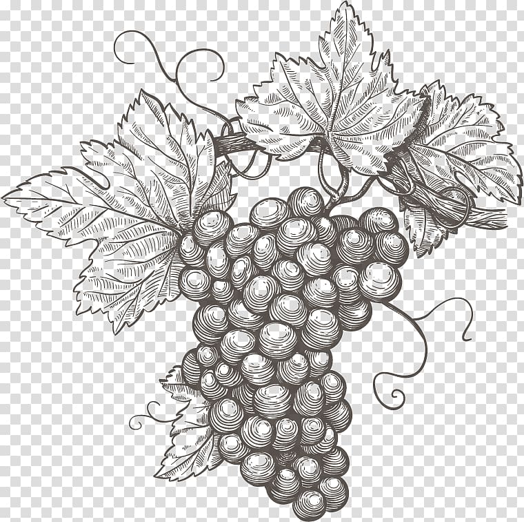 Hand Drawn Grape Leafs And Vine Vector Illustration. Floral Drawing  Background Ornament. Part Of Set. Royalty Free SVG, Cliparts, Vectors, and  Stock Illustration. Image 151750390.