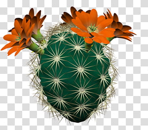 Cactaceae, cactus flower, cactaceae, grass, cactus png