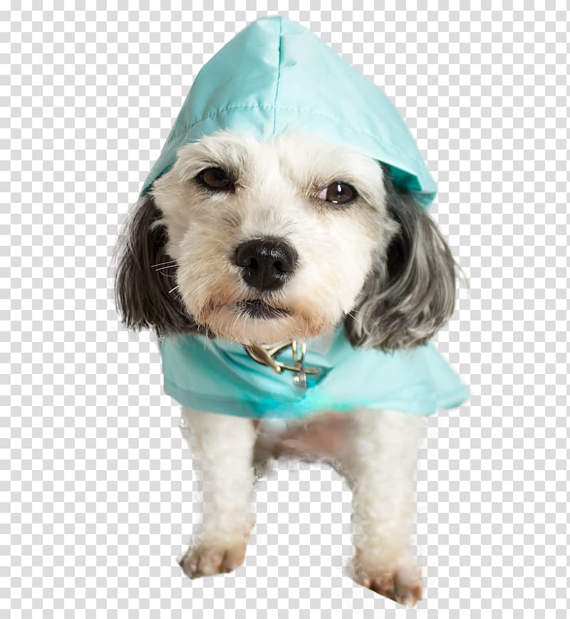Cockapoo Puppy Schnoodle Rain poncho, puppy transparent background PNG clipart