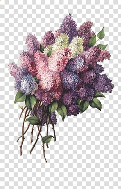 pink, purple, and yellow lilacs bouquet art, Paper Birthday Vintage clothing Greeting card Gift, Purple lavender transparent background PNG clipart