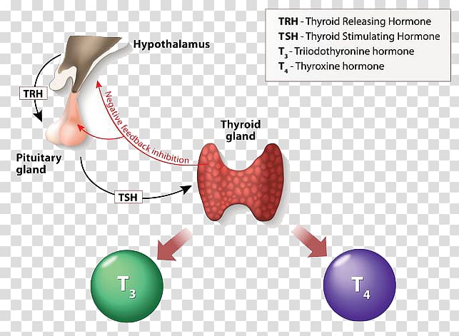 Thyroid hormones Triiodothyronine Thyroxine Thyroid-stimulating hormone, pituitary gland transparent background PNG clipart