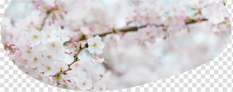 National Cherry Blossom Festival Hanami Flower, cherry blossom transparent background PNG clipart