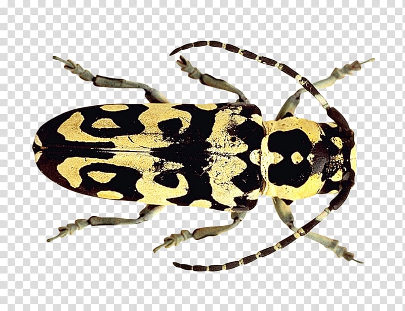 Beetle transparent background PNG clipart