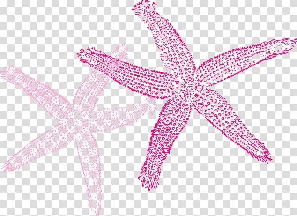 Starfish Color , starfish transparent background PNG clipart