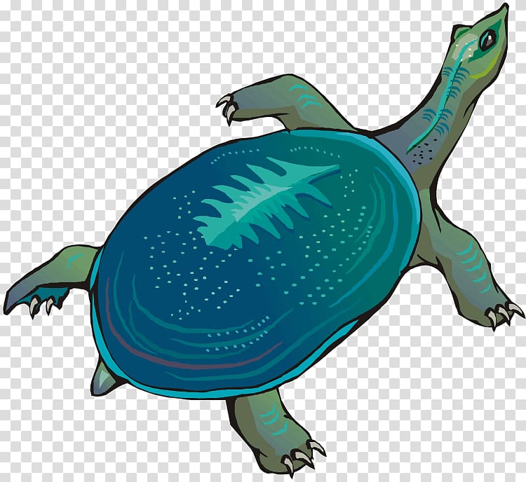 Turtle Free content , Sea Turtle Graphic transparent background PNG clipart