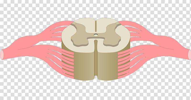 Spinal cord Anterior grey column Central canal Anatomy Central nervous system, others transparent background PNG clipart